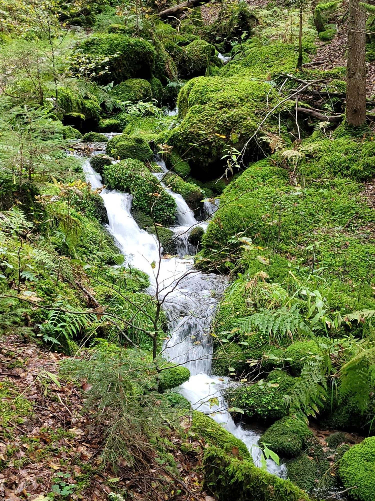 Blick In Den Garten Holzschlag Εξωτερικό φωτογραφία